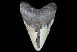 Bargain, Megalodon Tooth - North Carolina #83925-1